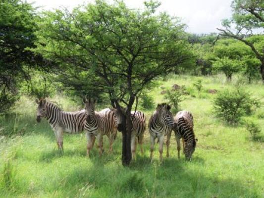 Zebras on game drive