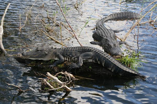 Crocodile Creek