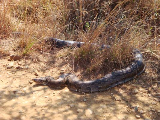 Crocodile Creek