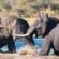 Biyamiti Bush Camp - Kruger Park Biyamiti Bush Camp - Kruger Park