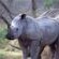 Biyamiti Bush Camp - Kruger Park Biyamiti Bush Camp - Kruger Park