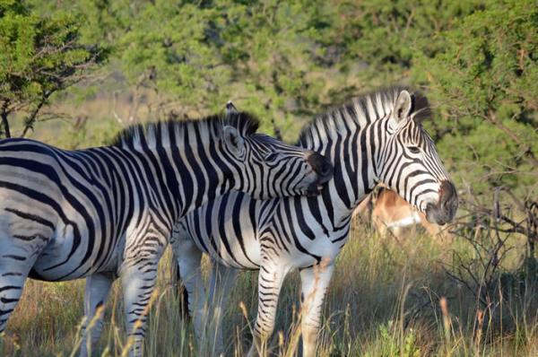 Nambiti Big 5 Private Game Reserve (Ladysmith) - 2020 All ...