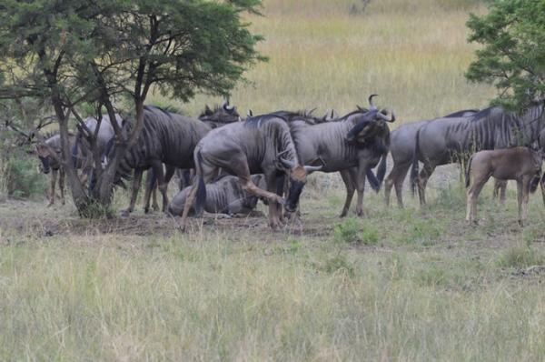 Nambiti Big 5 Private Game Reserve (Ladysmith) - 2020 All ...