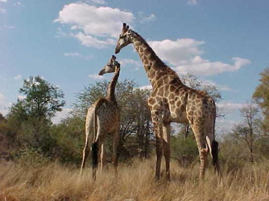 Crocodile Bridge Restcamp - Kruger Park