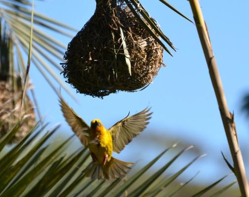 Birdlife by the Pool 