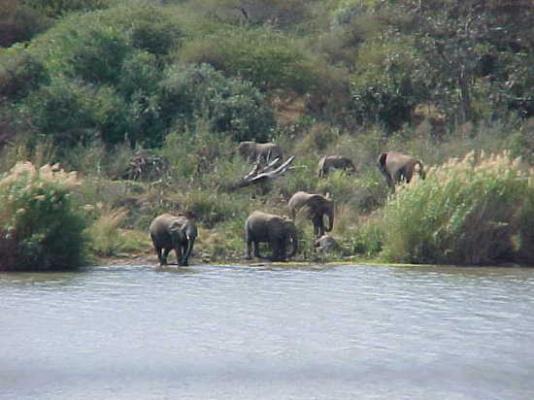 Lower Sabie Restcamp - Kruger Park