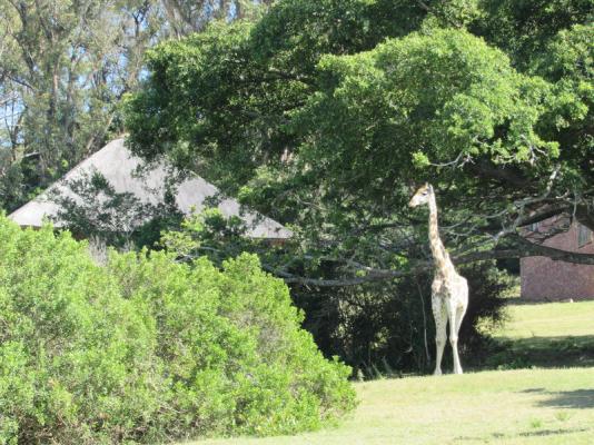 Giraffe near the Lodges