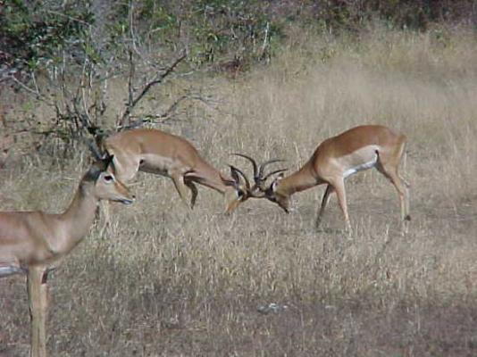 Lower Sabie Restcamp - Kruger Park