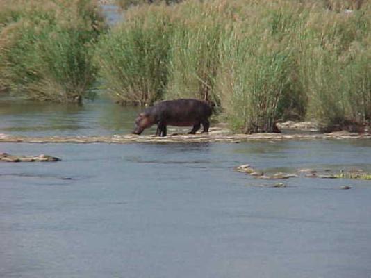 Lower Sabie Restcamp - Kruger Park