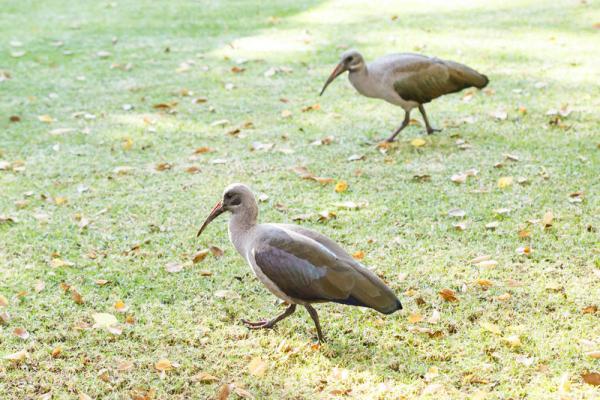 Local residents