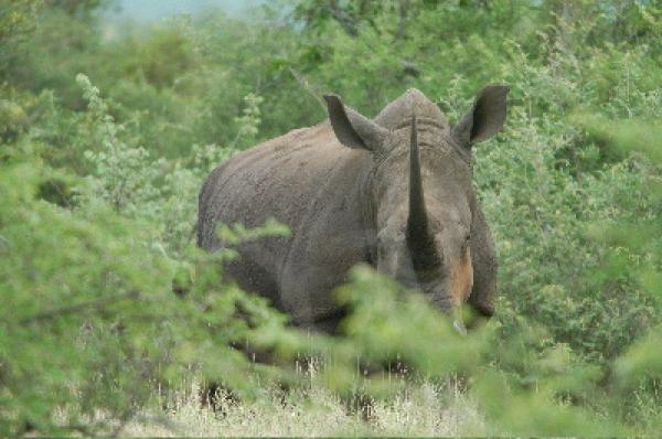 Lower Sabie Restcamp - Kruger Park