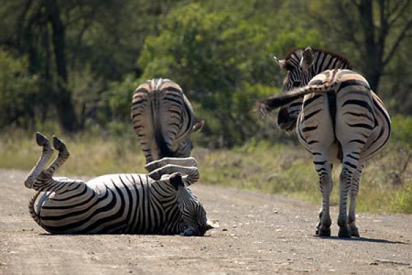 Mopani Restcamp - Kruger Park