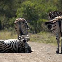 Mopani Restcamp - Kruger Park