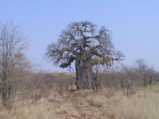 Mopani Restcamp - Kruger Park