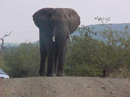 Olifants Restcamp - Kruger Park