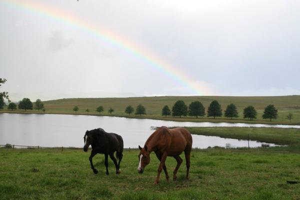 Horse Riding