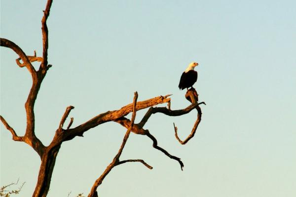 Fish Eagle