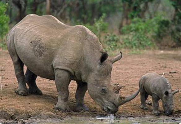 Pretoriuskop Restcamp - Kruger Park