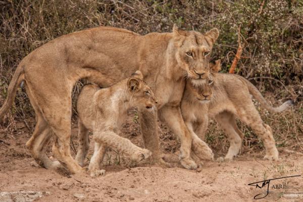 Naledi Game Lodge