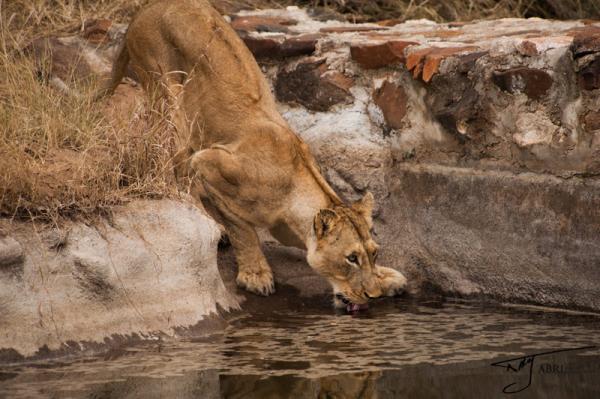 Naledi Game Lodge