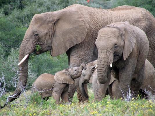 Amakhala Game Reserve