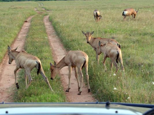 Amakhala Game Reserve