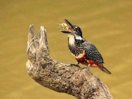 Amakhala Game Reserve