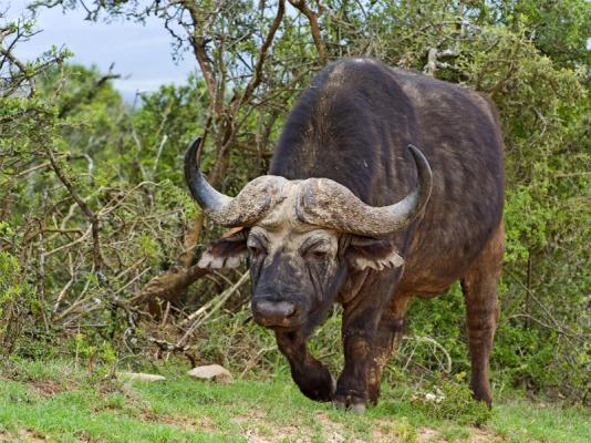 Amakhala Game Reserve