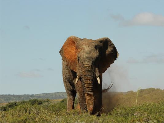 Amakhala Game Reserve