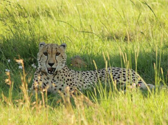 Amakhala Game Reserve