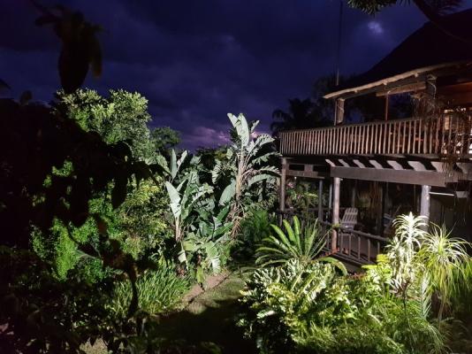 Garden at night