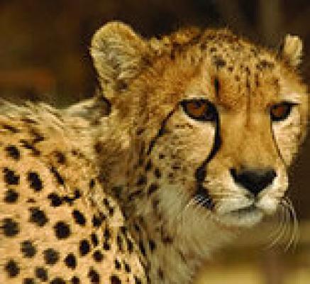 Wildlife of the Kruger Park