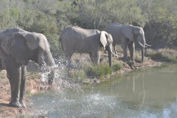 Addo Elephant Safari Lodge - 134030