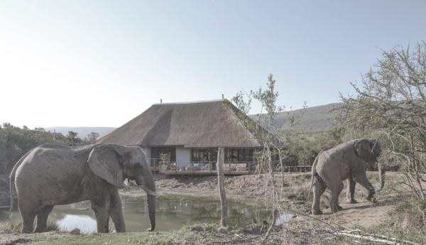 Addo Elephant Safari Lodge - 134041