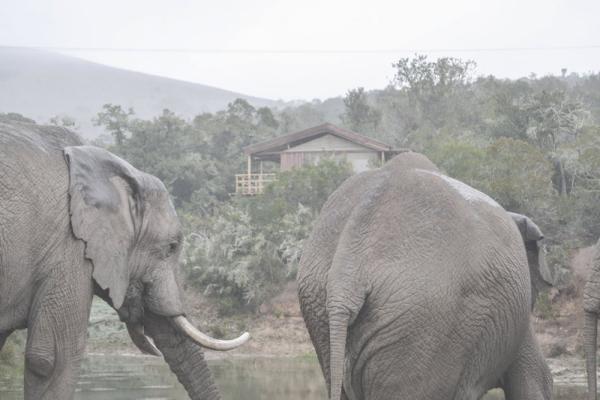 Addo Elephant Safari Lodge - 134042
