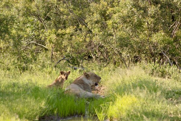 Little Africa Safari Lodge - 136303