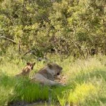 Little Africa Safari Lodge - 136303