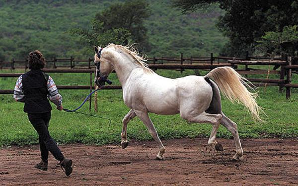 Arabian stallion