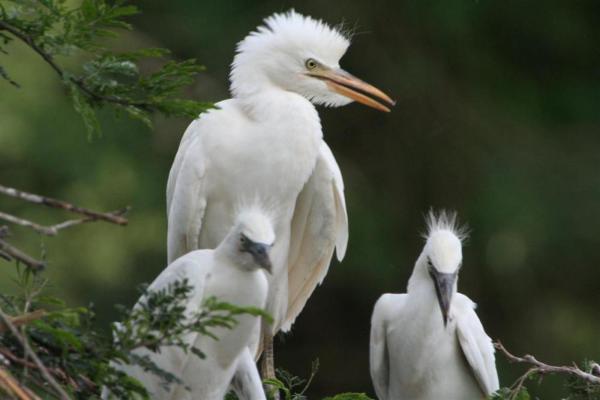 Mlilwane Wildlife Sanctuary - 136538