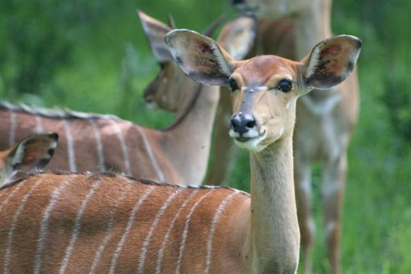 Mlilwane Wildlife Sanctuary - 136539