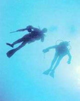 Diving at St Francis Bay