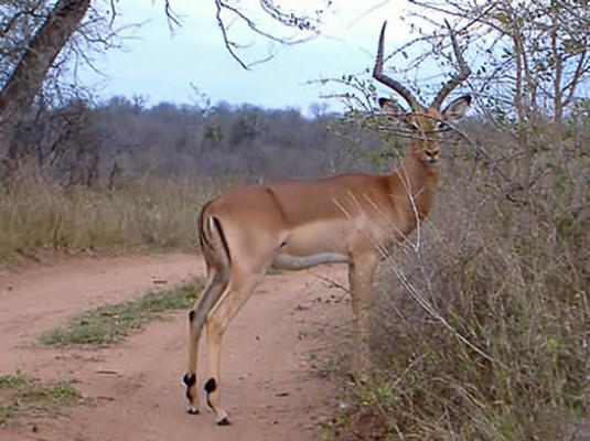 Marloth Park