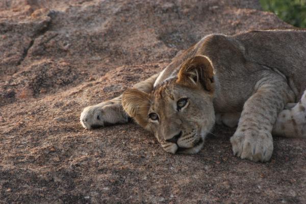 Shiduli Private Game Lodge - big 5