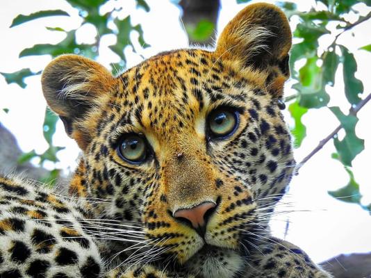Shiduli Private Game Lodge - leopard