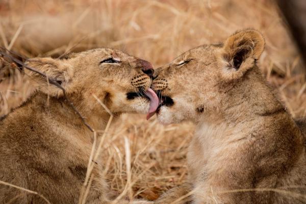 Shiduli Private Game Lodge - safari