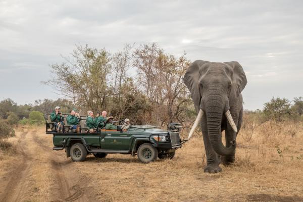 Becks Safari Lodge - big 5 safari