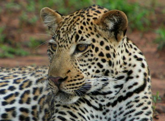 Becks Safari Lodge - big 5