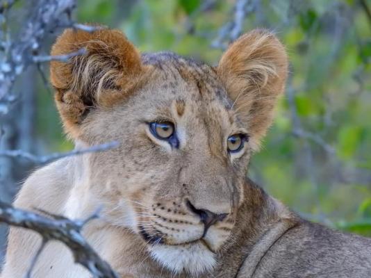 Kuname Lodge - Big 5