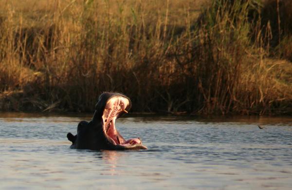 Zambezi Mubala Campsite - 138128