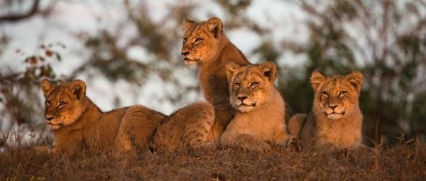 Ulusaba Rock Lodge - 138649